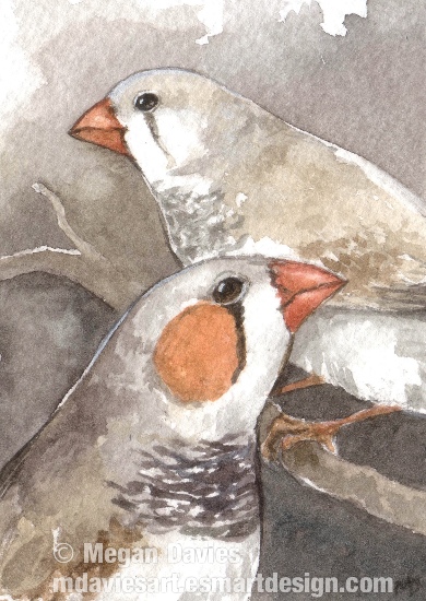 Zebra Finches ACEO