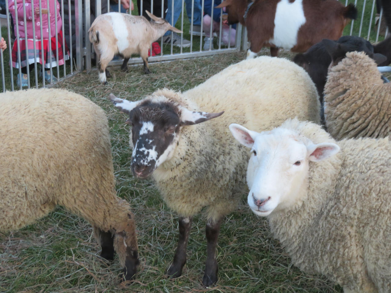 Pretty sheep by 4chocolatemew on DeviantArt