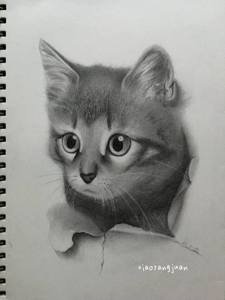 Cat pencil sketch by xiaoyangjuan on DeviantArt
