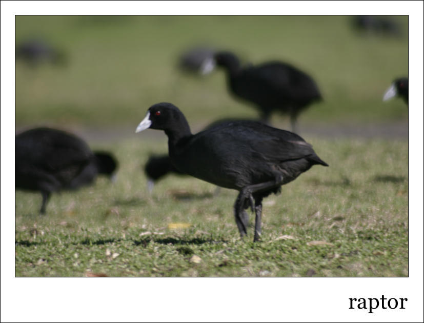 Raptor by agentorange1706 on DeviantArt