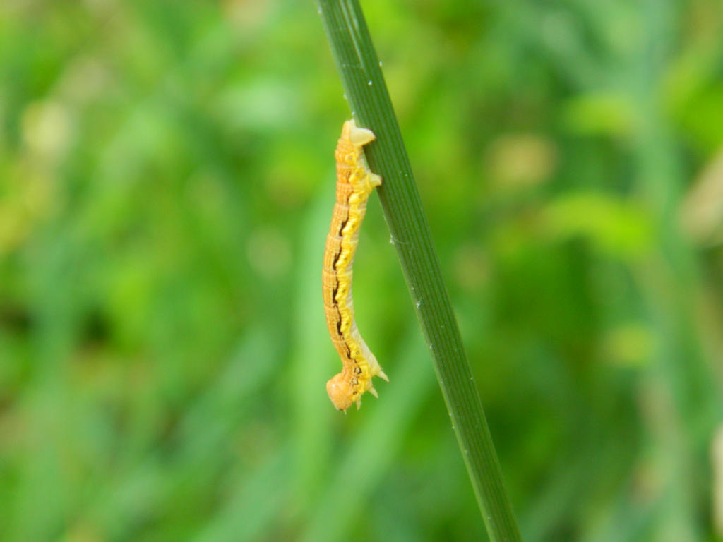 The inchworm part 2 by theromaniac on DeviantArt