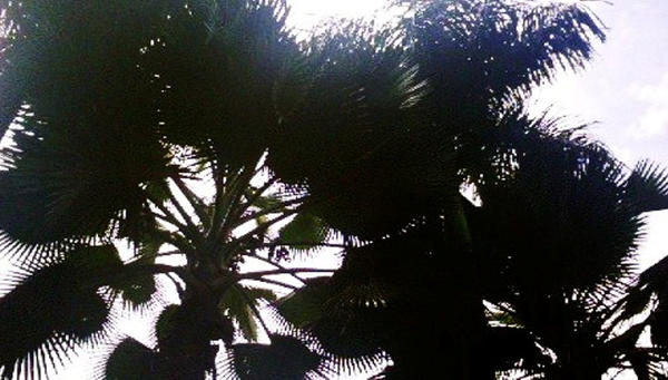 anahaw tree by elegineeve on DeviantArt