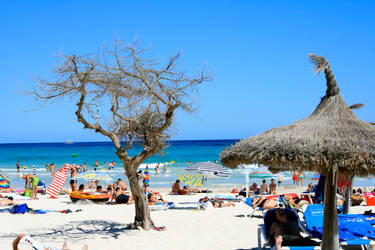 Tree on the Beach