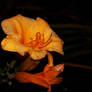 Squash Blossoms