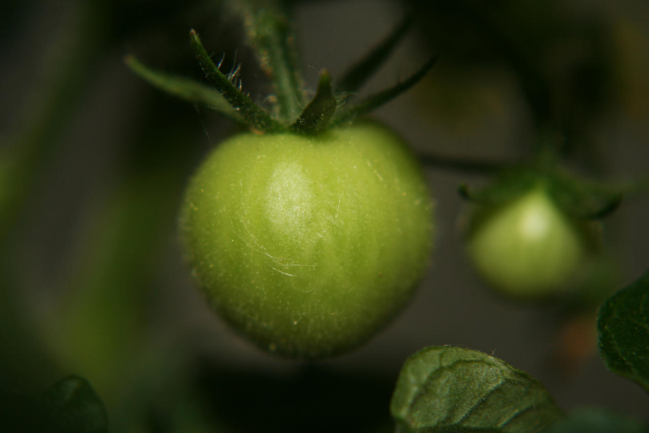 Green Tomatoes