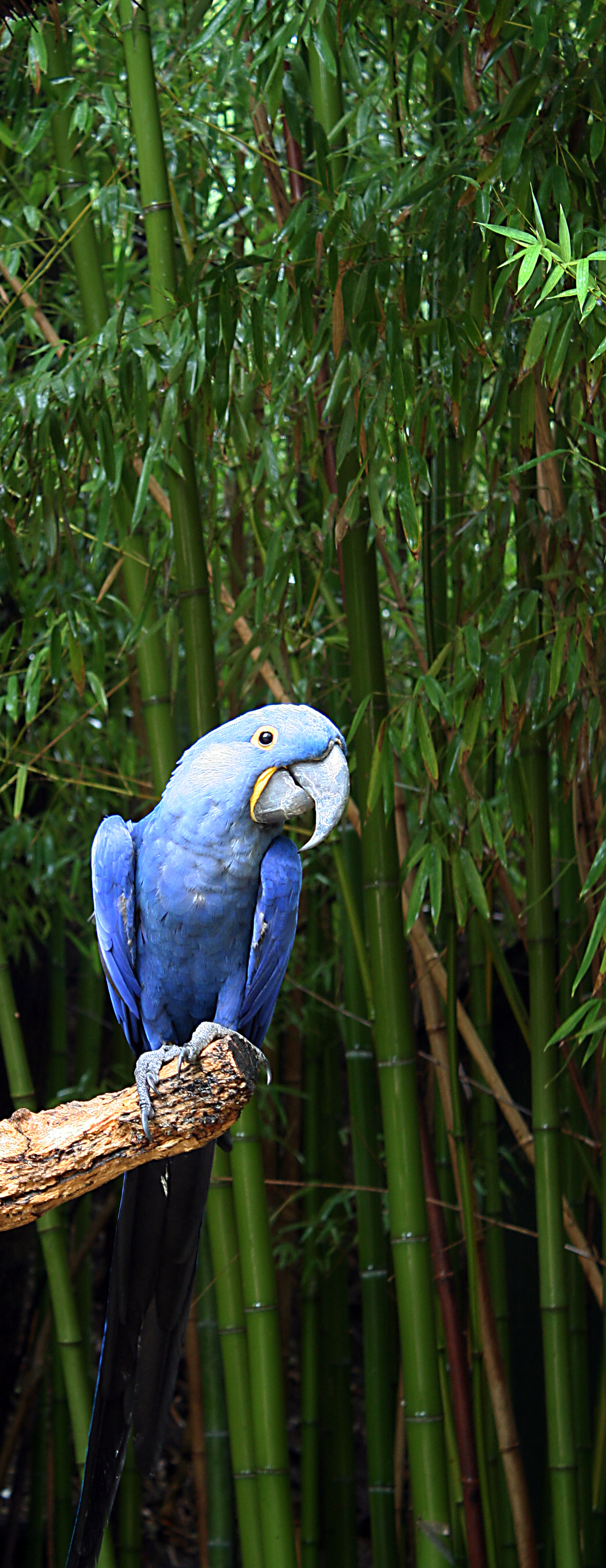 Bluepy Parrot