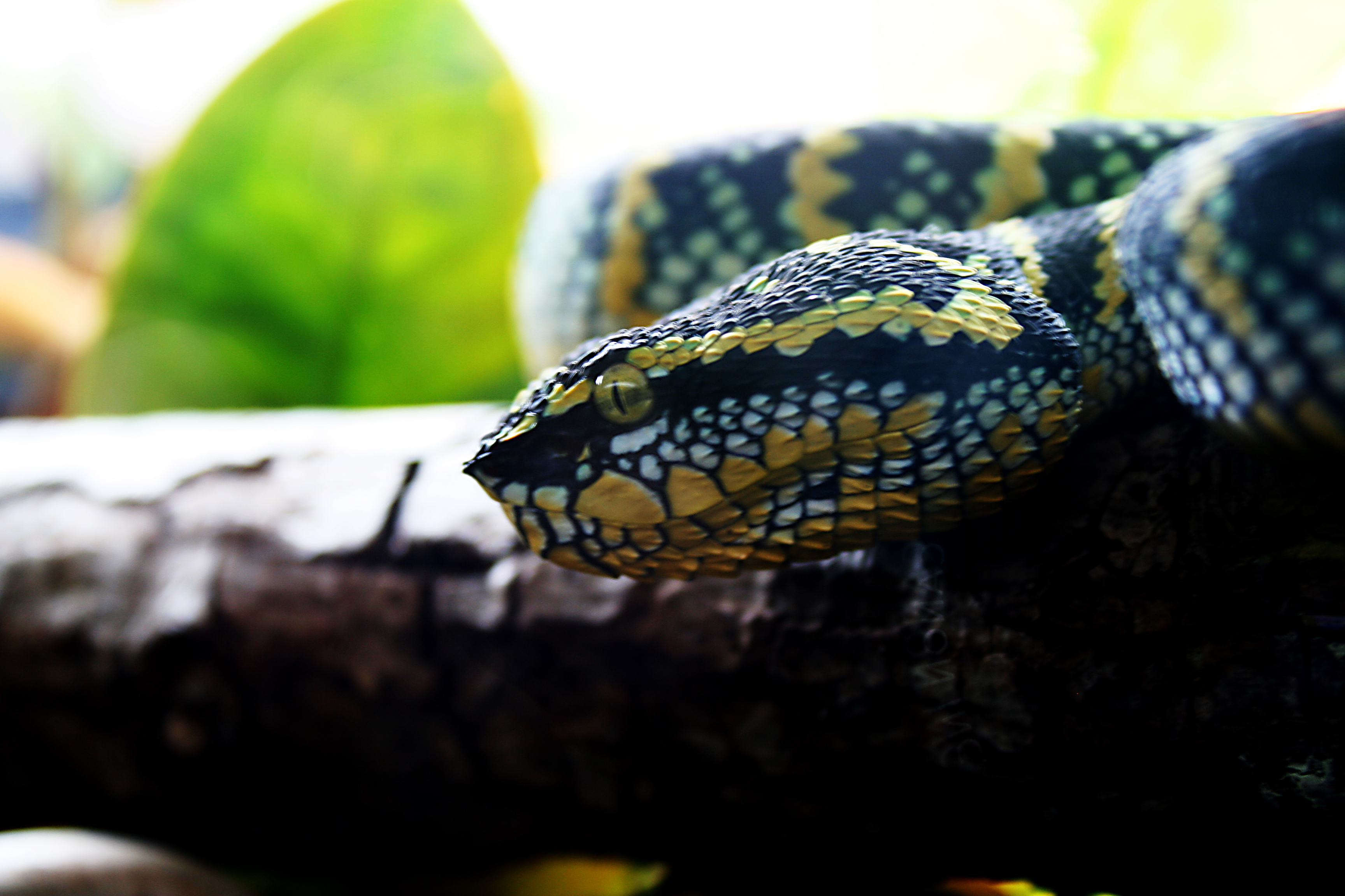 Desaturate Snake