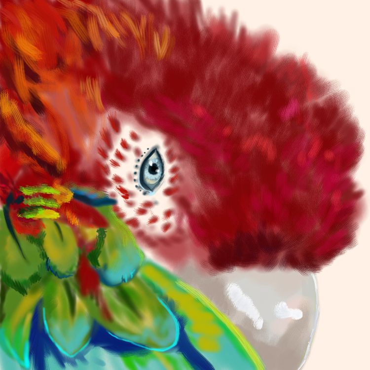 Macaw Closeup