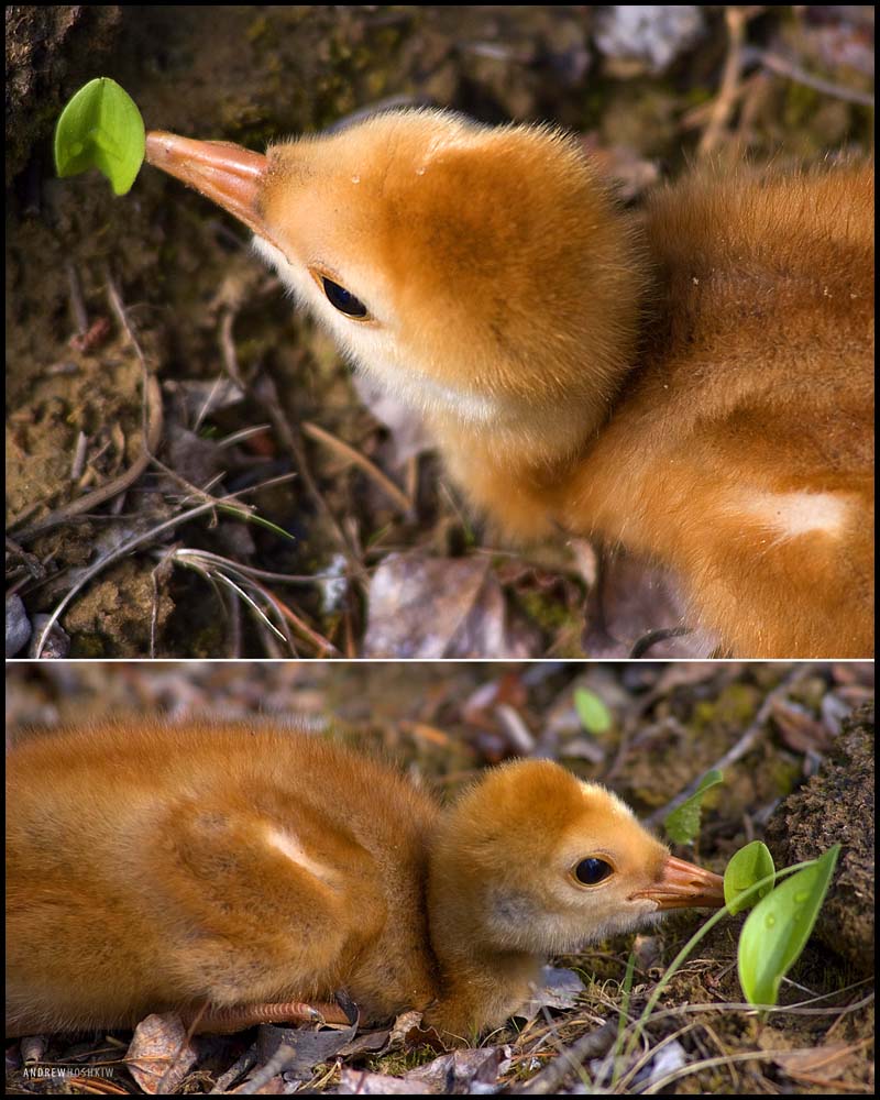 Sandhill Crane Chick, NWT (2003)