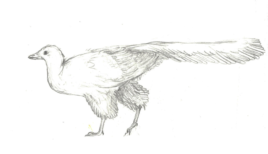 Archaeopteryx lithographica