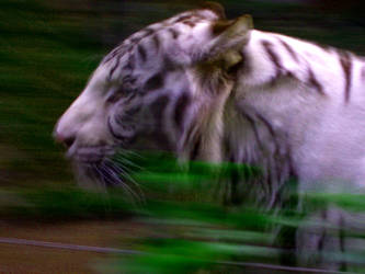 White Tiger