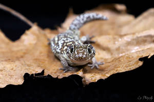 Pictusgeckoportrait