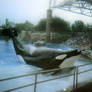 Tilikum 2005