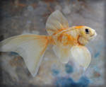 Needle-felted Goldfish