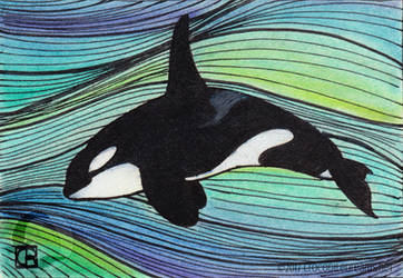 Little Orca