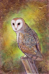 Barn Owl