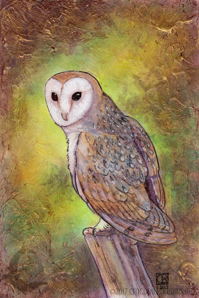 Barn Owl