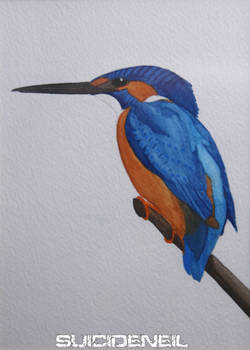 Kingfisher (1)