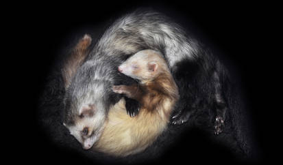 Sleeping Ferrets