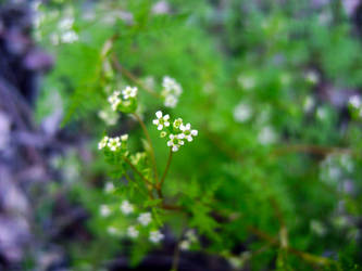 White Flower