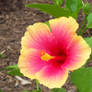 hibiscus radiant