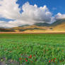 Flowering in Castelluccio di Norcia