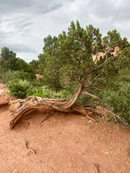 Desert Tree