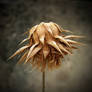 Dead flower