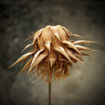 Dead flower