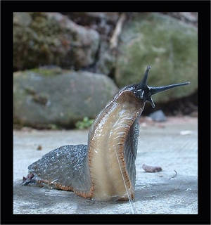 The infamous slug