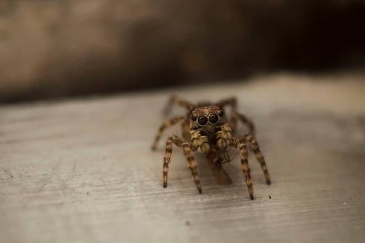 tiny jumping spider chowing down