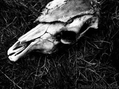 Cow Skull