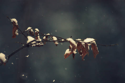 falling snow.