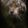 White Tiger I