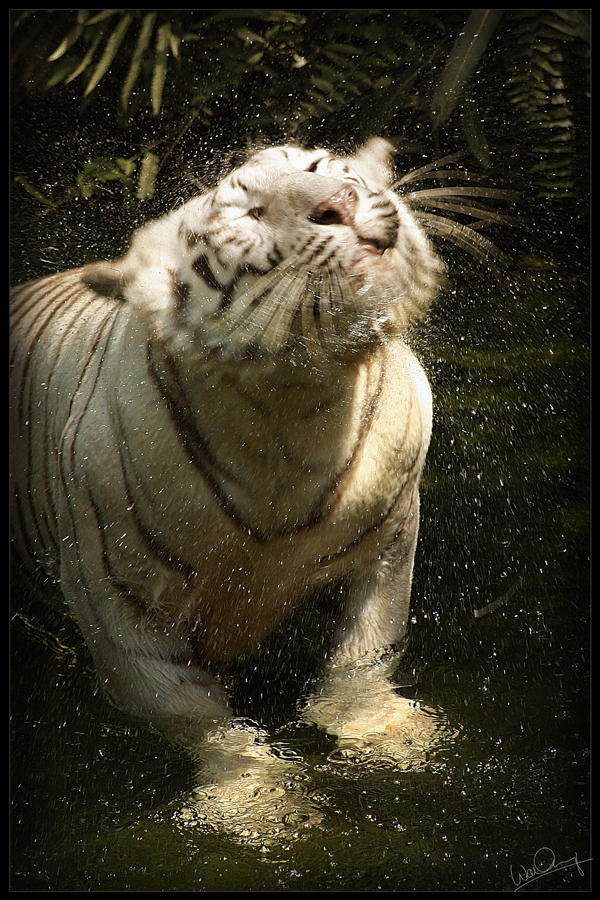 White Tiger II