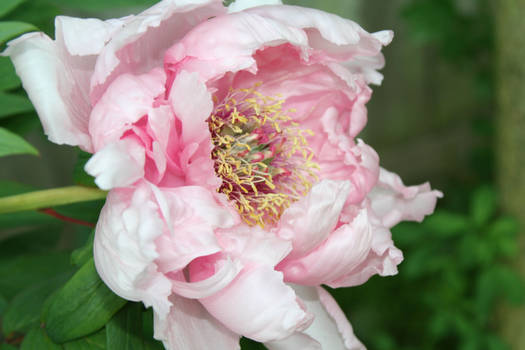 Peo-peony