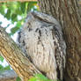 Tawny Frogmouth Owl