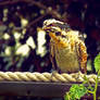 Juvenile Eastern / Indian Koel