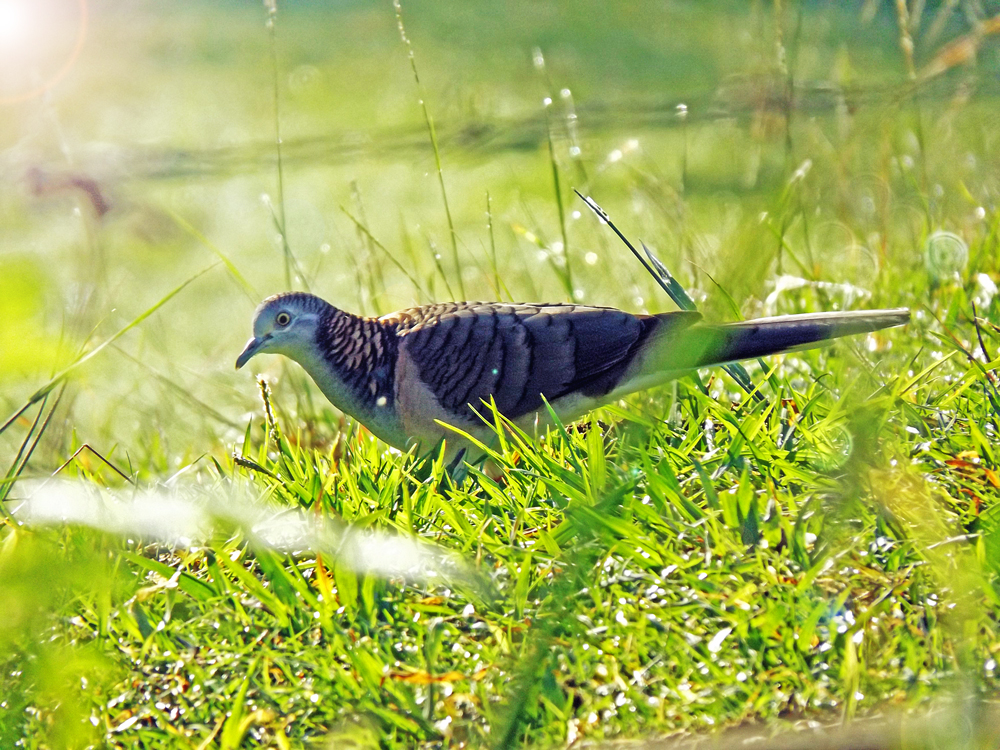 Bar-shouldered Dove