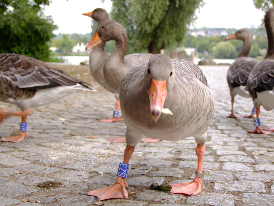 curious goose is curious