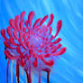 Chrysanthemum