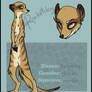 Rocketdog the meerkat