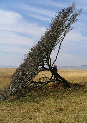 Velapi tree by pureonefromthemeadow on DeviantArt