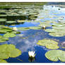 lake of flowers