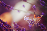 Purple by darkpsychea