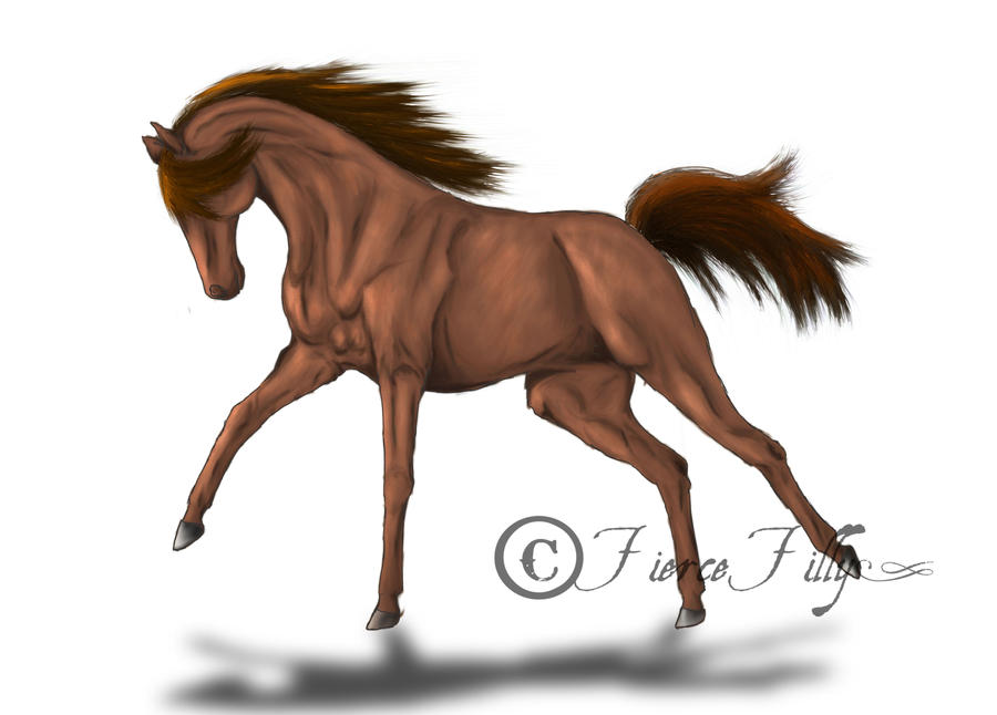 Horse Practice