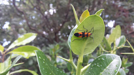 Milkweed Bug