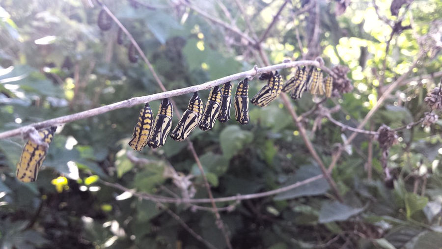 Chrysalis 