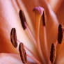 Macro Tigerlily