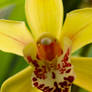 Yellow Cymbidium Orchid #3